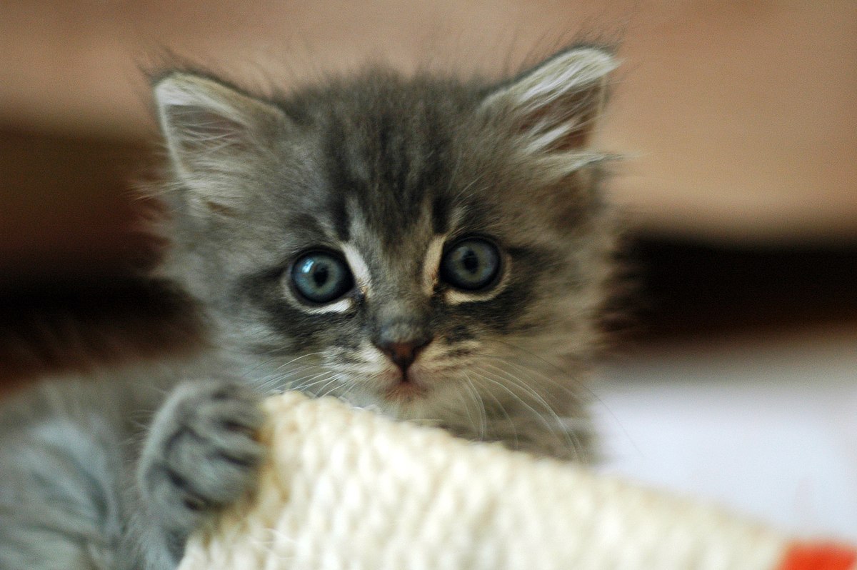 Cute grey kitten